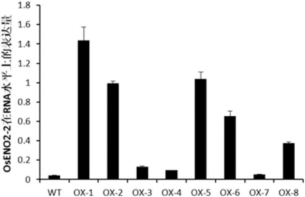 影响水稻开花期和粒型的烯醇化酶基因OsENO2‑2及其应用的制作方法与工艺