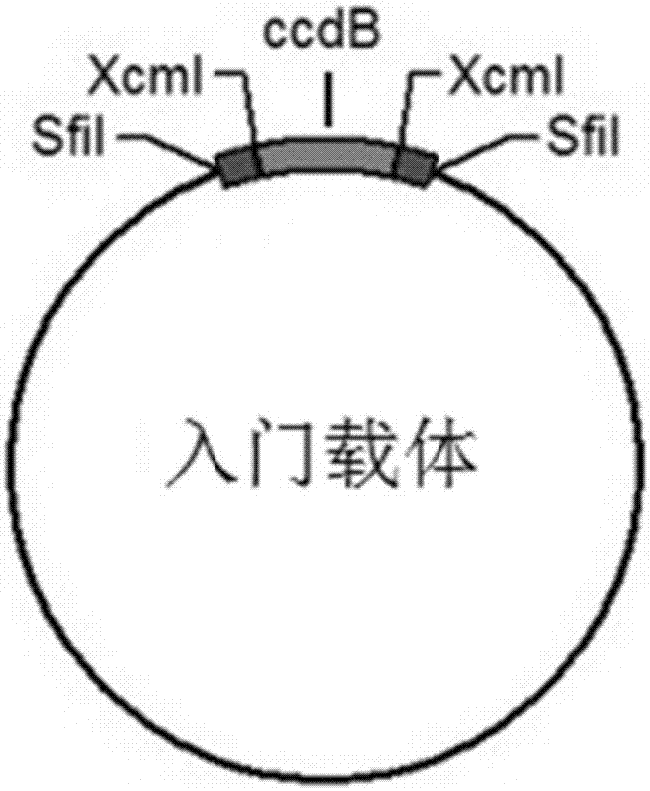 一種DNA分子克隆方法及其應(yīng)用與流程