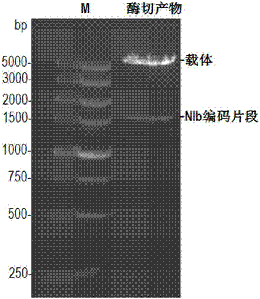 一个可原核表达小麦黄花叶病毒潢川分离物NIb蛋白的质粒载体的制作方法与工艺