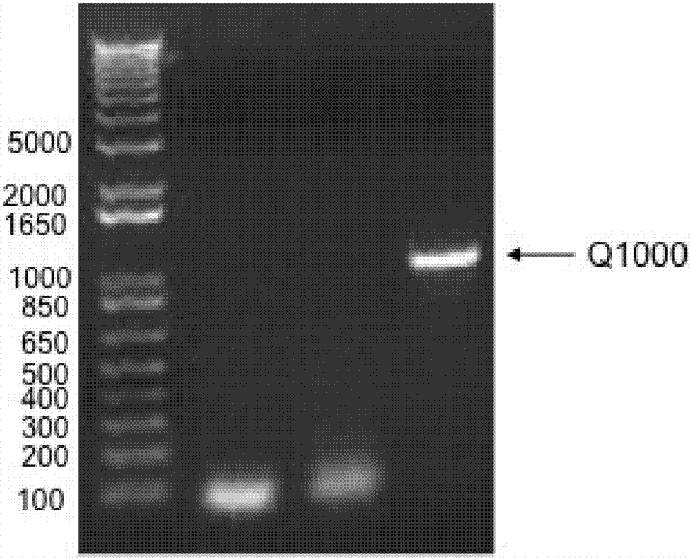 孢子丝菌DRK1基因GFP报告菌株的构建方法与流程