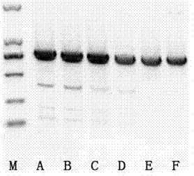 一種提高CRIPSR/Cas9靶向敲除基因產(chǎn)生非同源性末端接合效率的方法與流程