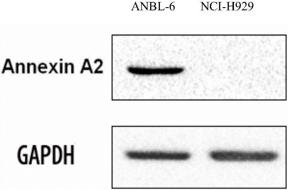 特异结合膜联蛋白A2的核酸适体wh6及其应用的制作方法与工艺