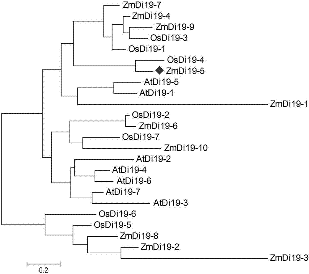 一种玉米抗逆相关基因ZmDi19‑5及其应用的制作方法与工艺