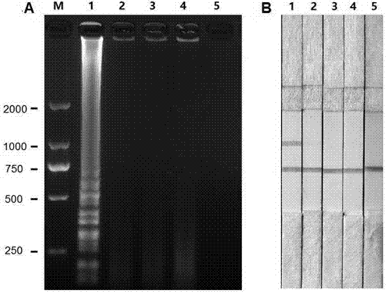 一种家蚕BmBDV的LAMP‑LFD快速试剂盒及检测方法与流程