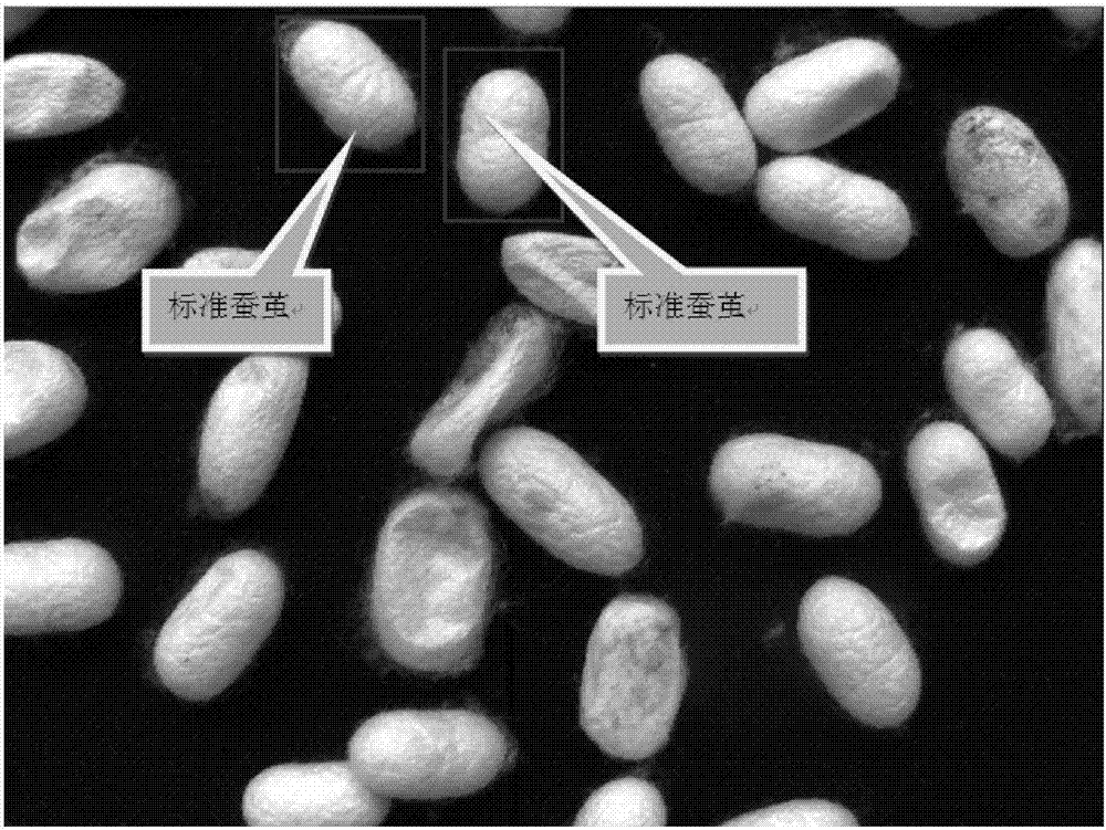 电子识别残次蚕茧的方法及其蚕茧筛选系统与流程