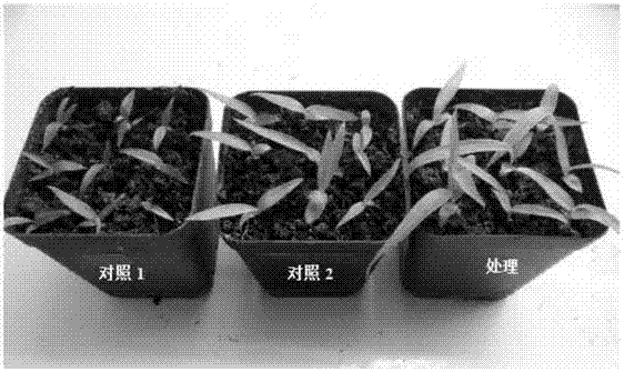 一種快速節(jié)能培育白及苗的方法與流程