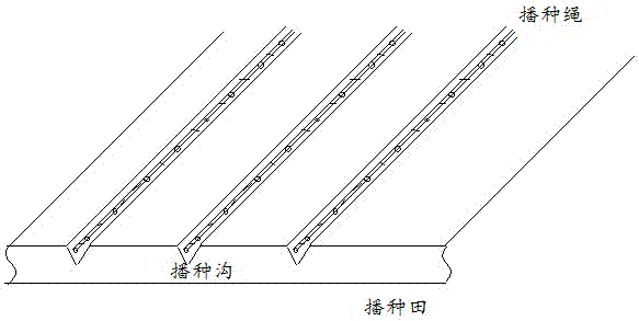 播种绳及其播种方法与流程