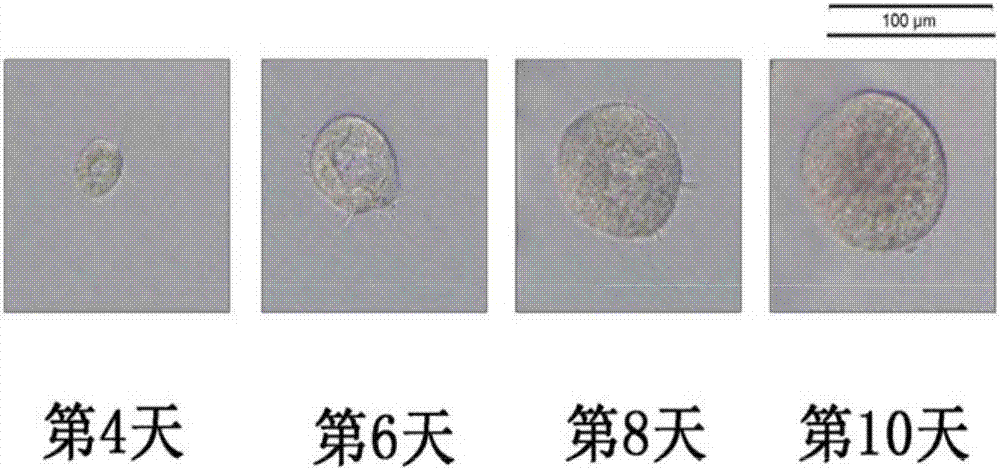 包含槲皮素的藥物組合物及其用途的制作方法與工藝