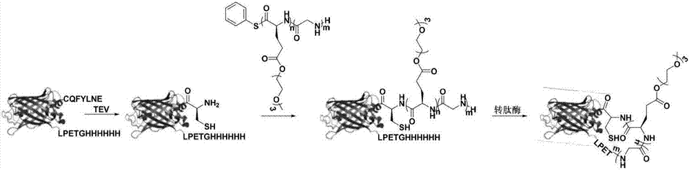 制备蛋白质‑聚氨基酸环状偶联物的方法与流程
