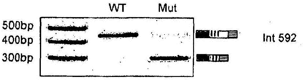 用于治療過(guò)早衰老和尤其是早衰的化合物的制作方法與工藝