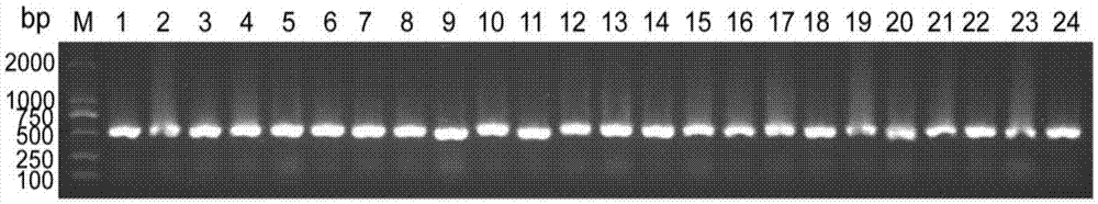 一种CD105纳米抗体Nb86的制作方法与工艺