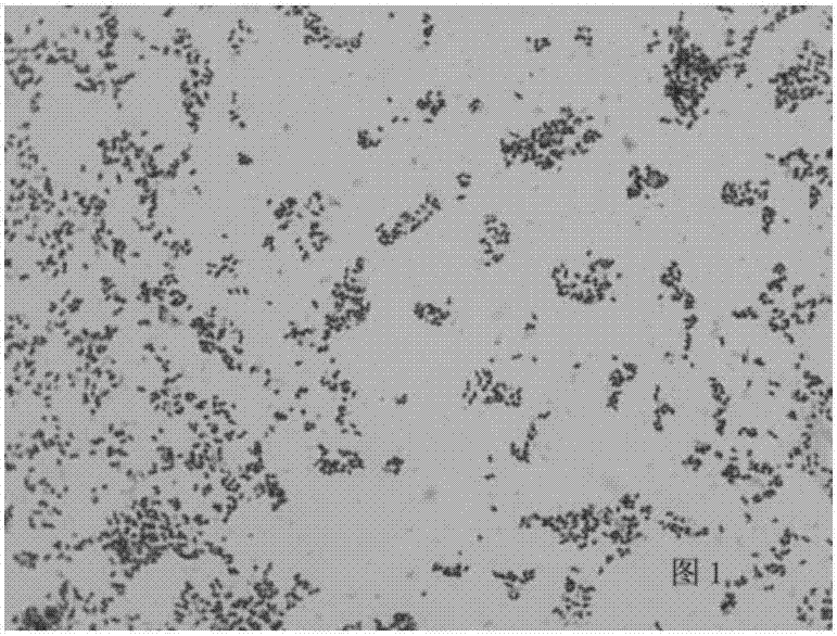 一株豬鏈球菌及其應(yīng)用的制作方法與工藝