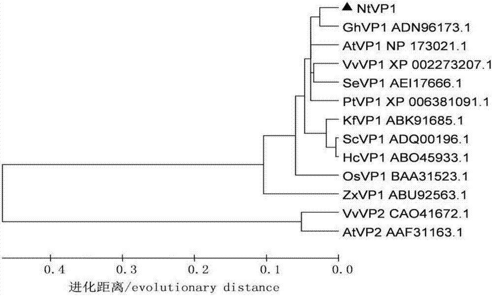 唐古特白刺液泡膜H+‑PPase蛋白基因NtVP1、其编码蛋白、克隆方法与流程