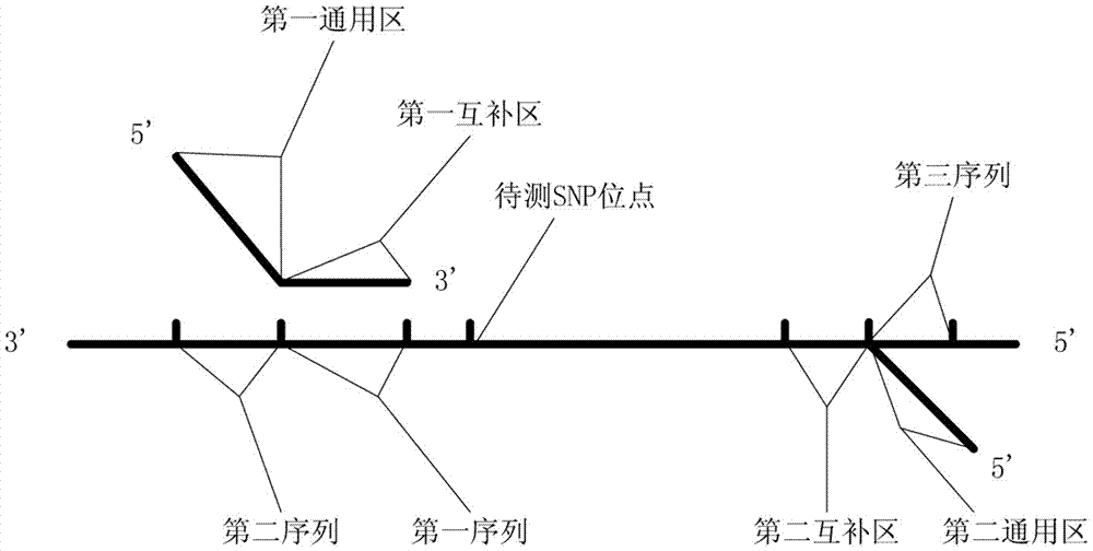 引物组、锚定引物、试剂盒、文库构建及基因测序方法与流程