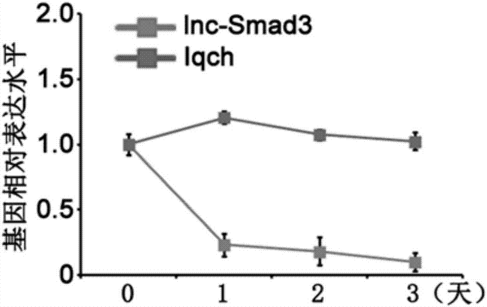 一种新的长链非编码RNA即lnc‑Smad3、其序列、免疫效应及用途的制作方法与工艺
