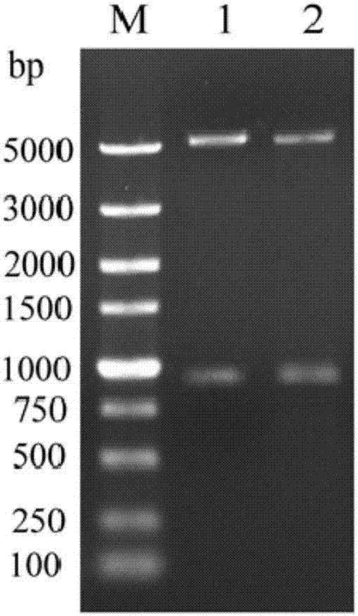 ST2抗原的制备及其专用编码DNA分子的制作方法与工艺