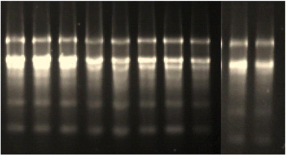 一种芒果乙烯受体MiERS1基因的制作方法与工艺