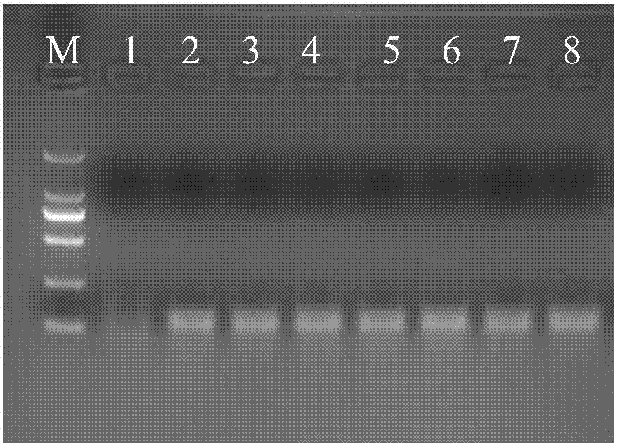 一種檢測(cè)Camv35S啟動(dòng)子的RPA引物、試劑盒及檢測(cè)方法與流程