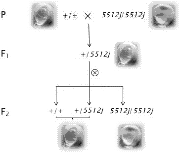用于擴(kuò)增檢測(cè)玉米5512J基因的分子標(biāo)記的特異性引物組及其應(yīng)用的制作方法與工藝