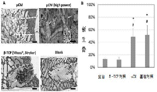 一種用于促進(jìn)骨再生的生物材料及其制備方法和應(yīng)用與流程