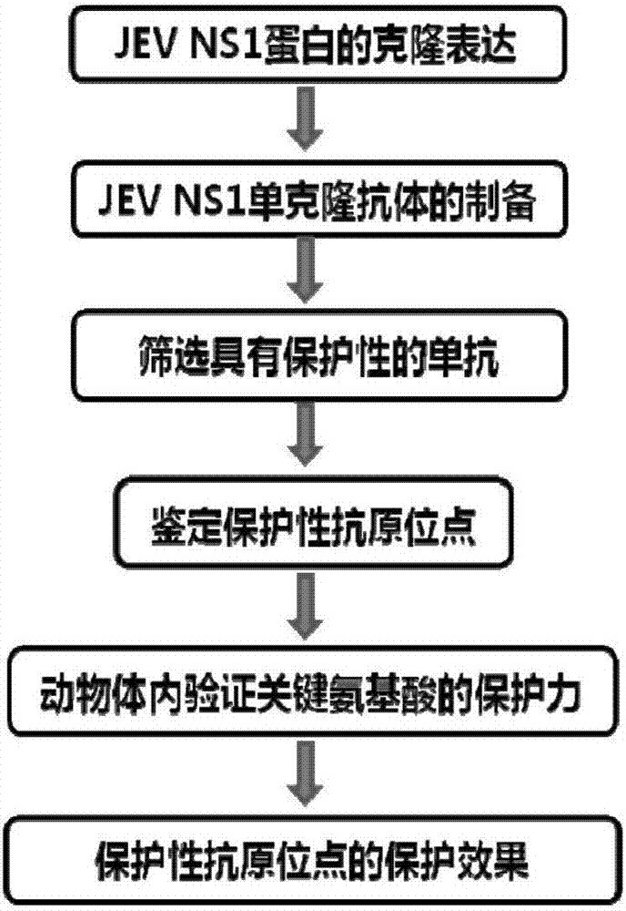 一种乙型脑炎病毒的保护性单克隆抗体及其抗原位点的应用的制作方法与工艺