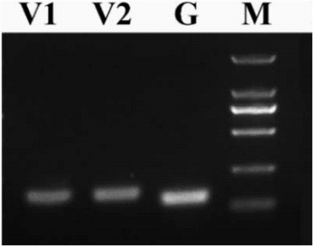 基因沉默指示基因及其病毒诱导沉默载体以及构建和侵染方法与流程