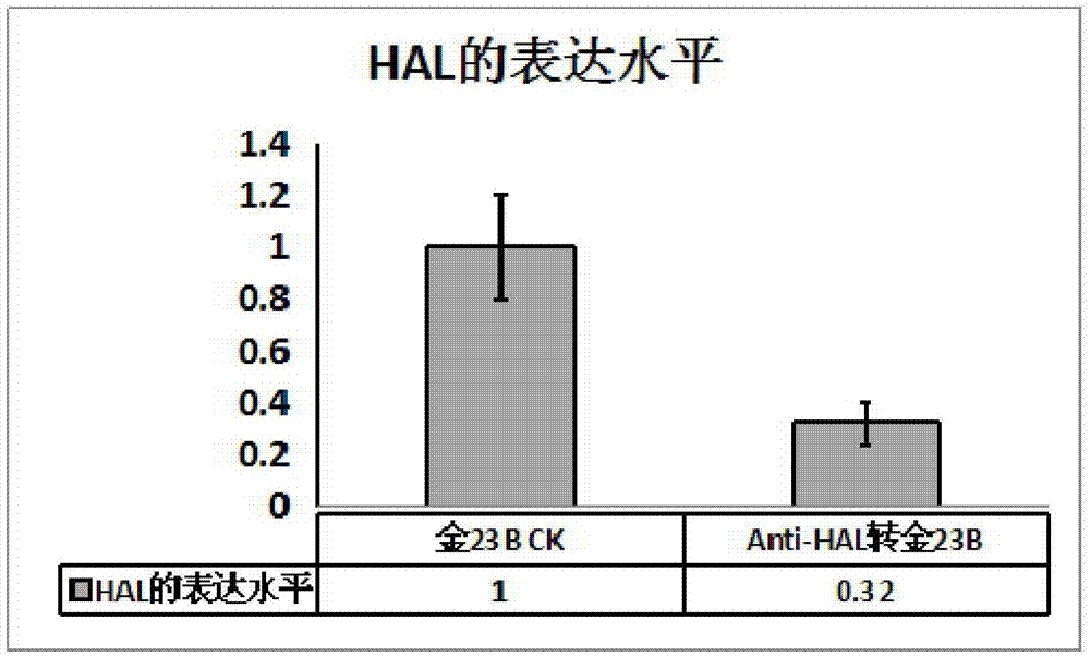 水稻核苷酸片段HAL及含该片段的表达载体与应用的制作方法与工艺