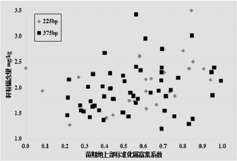 基于苗期地上部標(biāo)準(zhǔn)化鎘富集系數(shù)及usw47標(biāo)記篩選小麥籽粒鎘高低積累品種的方法與流程