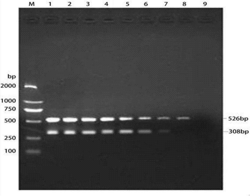 三疣梭子蟹病原需钠弧菌双重PCR快速检测试剂盒与方法与流程