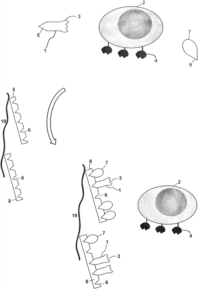 細(xì)胞和其它復(fù)雜生物材料的色譜分離的制作方法與工藝