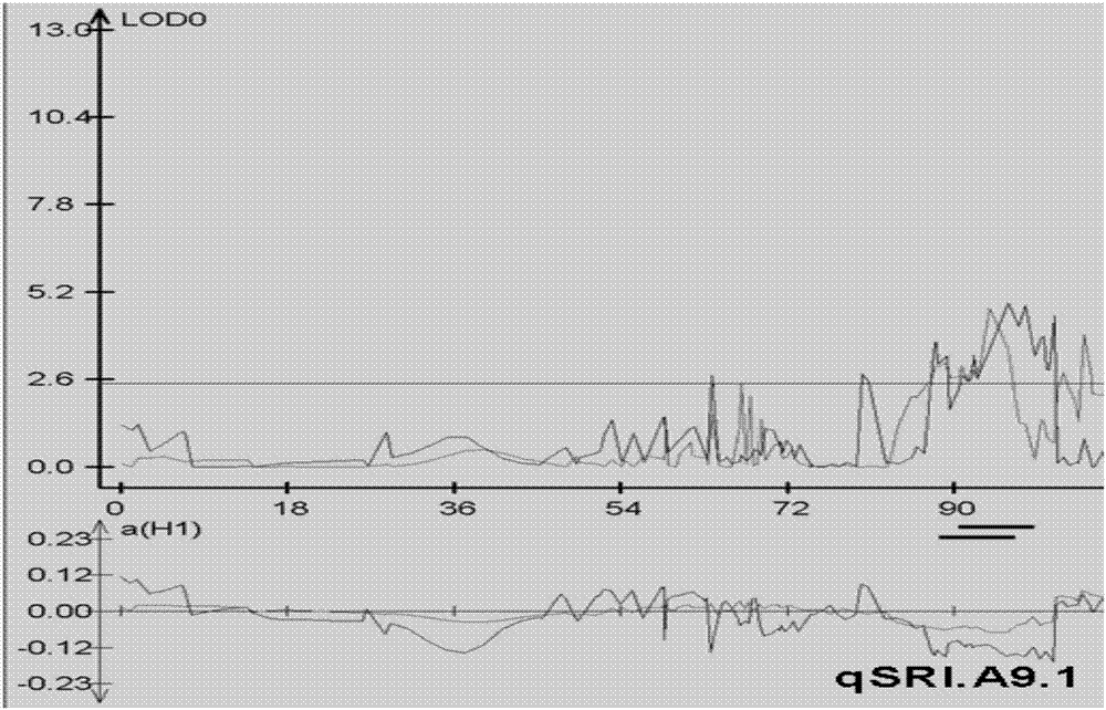 油菜裂角相关基因及分子标记及应用的制作方法与工艺