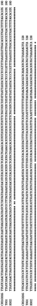 重组核酸片段RecCR010005及其检测引物与应用的制作方法与工艺