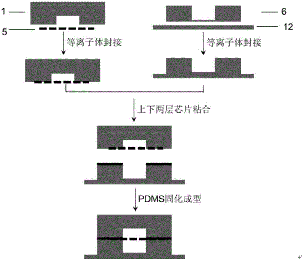 基于微流控技術(shù)的多器官芯片及其制備方法與流程