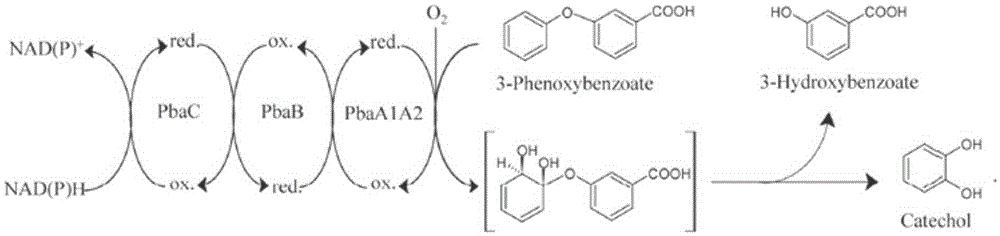 角度双加氧酶基因dpeA1A2及其应用的制作方法与工艺
