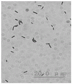 一种高寒草地牧草内生细菌解淀粉芽孢杆菌菌株、微生物菌剂及其制备方法和应用与流程