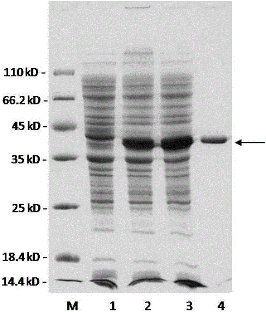 一种截短的重组褐藻胶裂解酶rAly1‑T185N及其编码基因与应用的制作方法与工艺