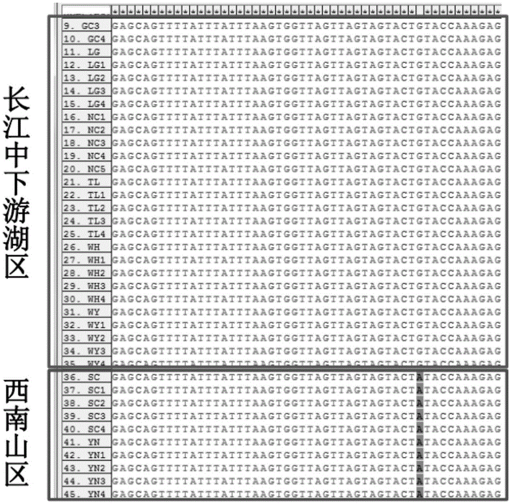 日本血吸蟲地域特異性相關(guān)單核苷酸多態(tài)性及其應(yīng)用的制作方法與工藝