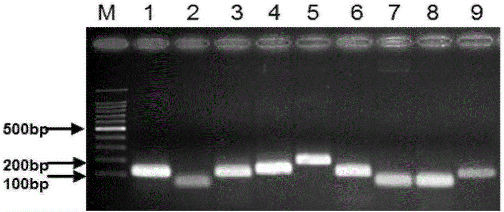 禽流感病毒NA亚型多重探针组合荧光定量RT‑PCR分型方法与流程