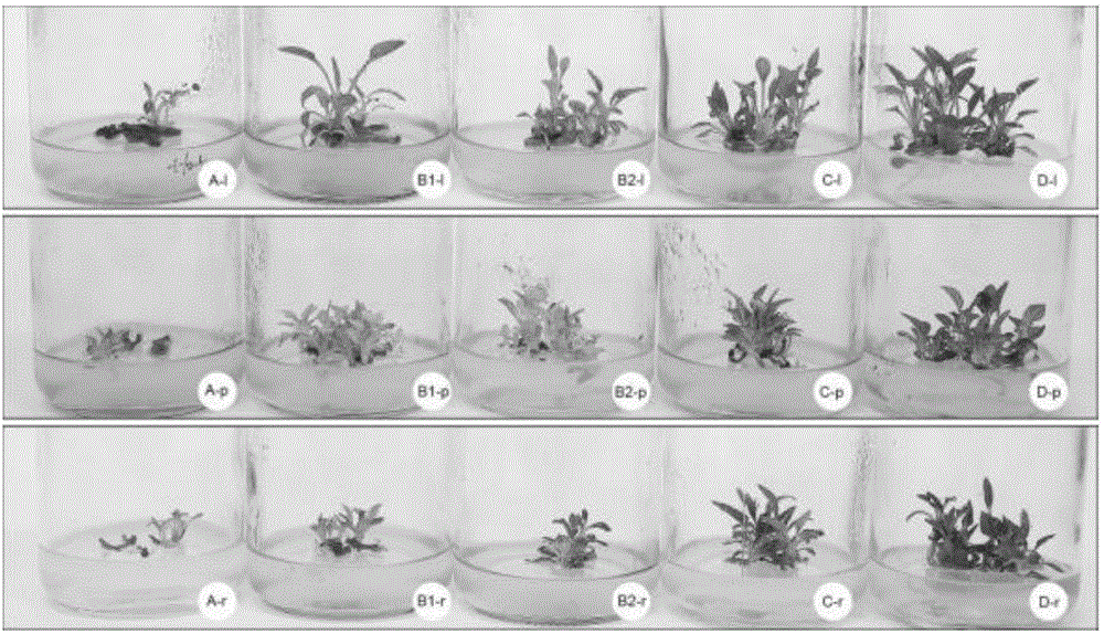 一步获得完整紫锥菊再生苗的培养基及其组培方法与流程