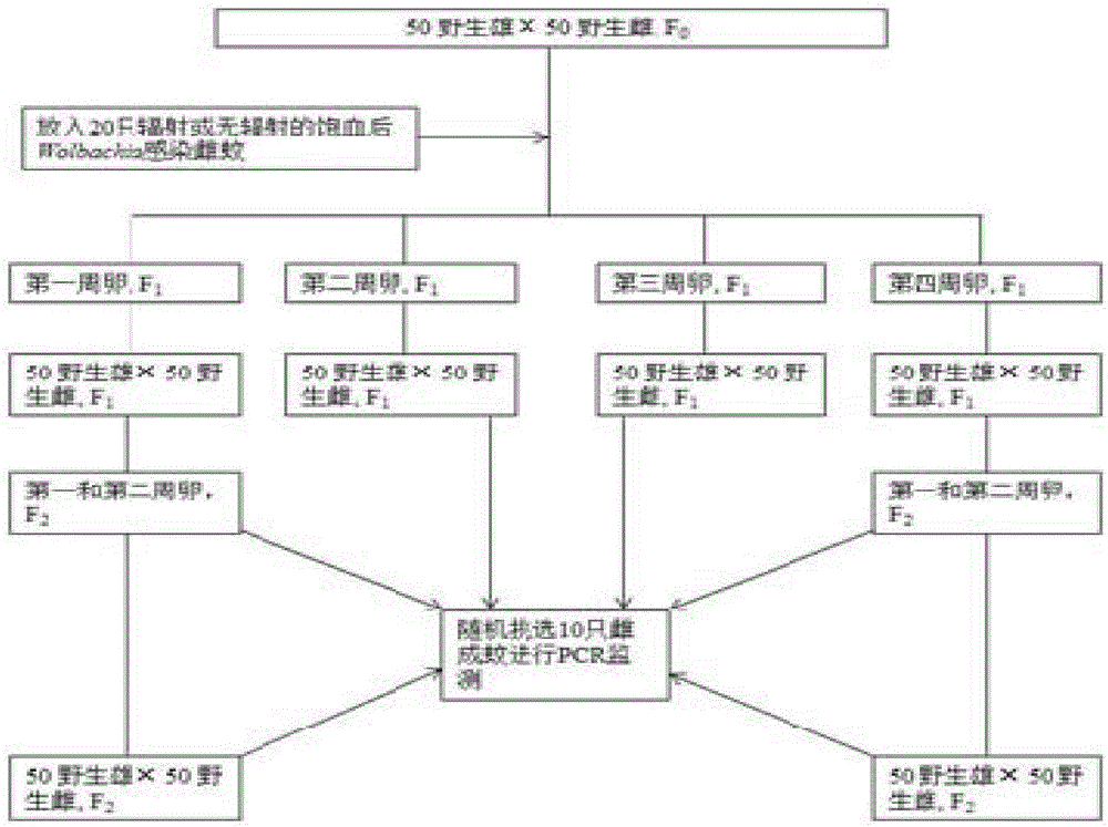 一種使感染沃爾巴克菌白紋伊蚊雌蚊不育的方法與流程