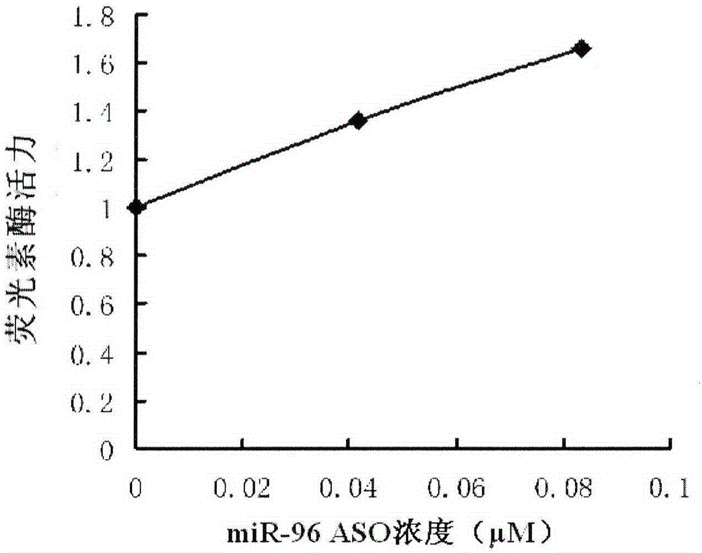 通过miR-96进行减肥、降血糖和降血脂的方法和药物及其应用与流程