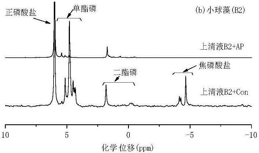 一種檢測湖泊藻類有機(jī)磷的降解方法及應(yīng)用與流程