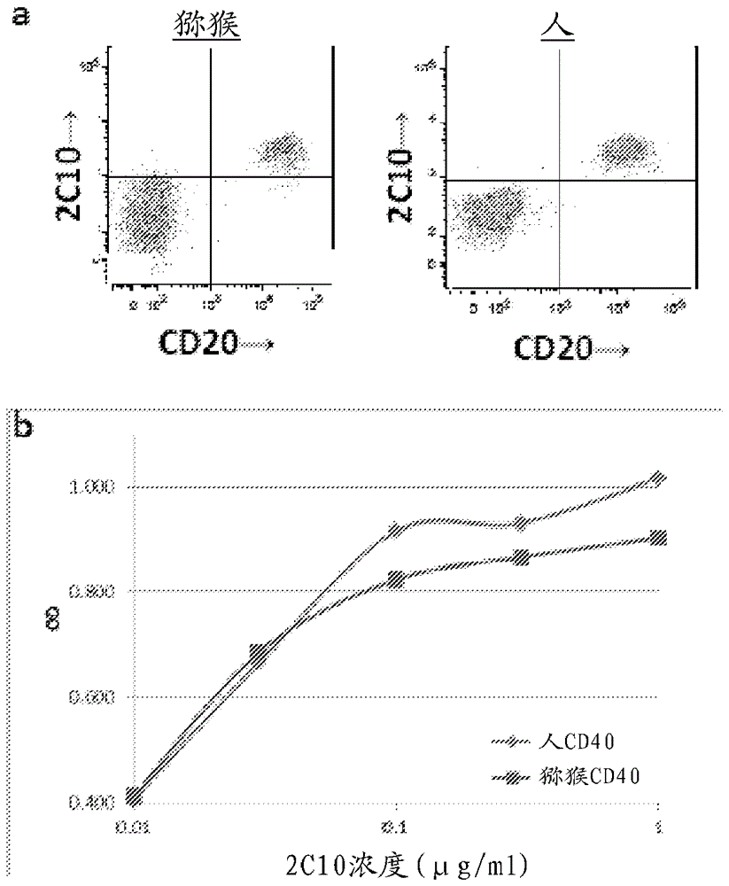 CD40片段及其用途的制作方法与工艺