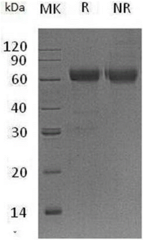 一種抗體結(jié)合蛋白Protein L及其制備方法與流程