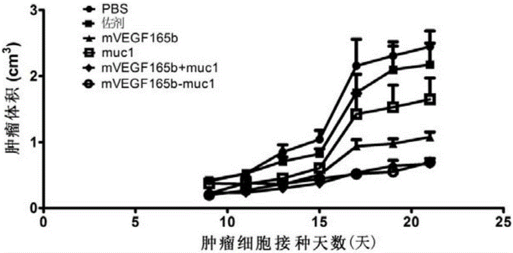 靶向VEGF与mucin1的抗肿瘤疫苗、编码基因、表达载体、表达工程菌及应用的制作方法与工艺