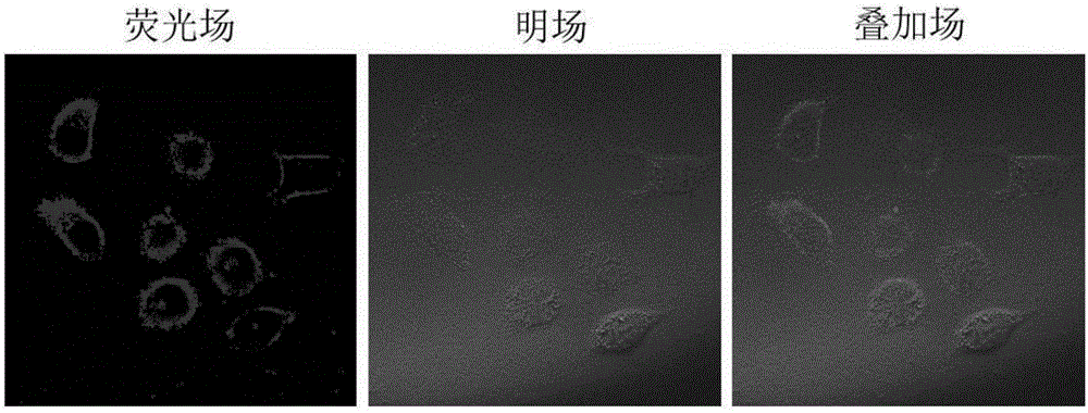 一種近紅外熒光染料及其合成方法和用于寄生蟲熒光標(biāo)記與流程