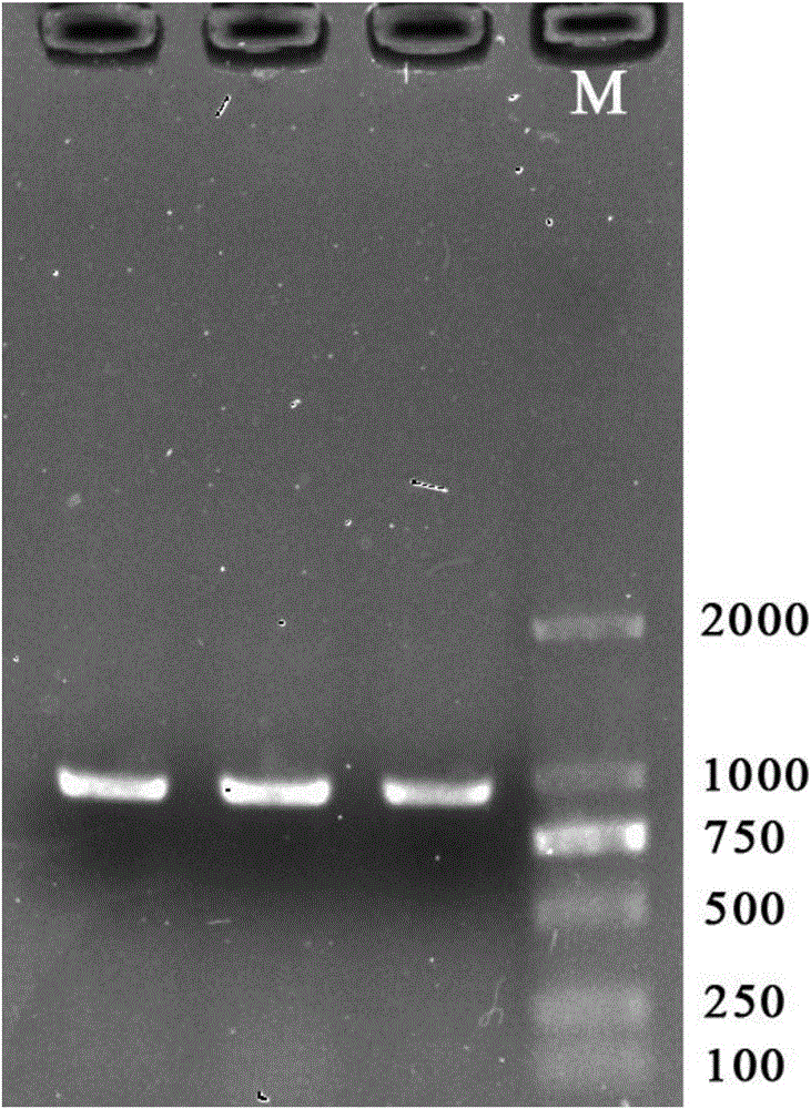 一种黑鲷基因组DNA的快速提取方法与流程