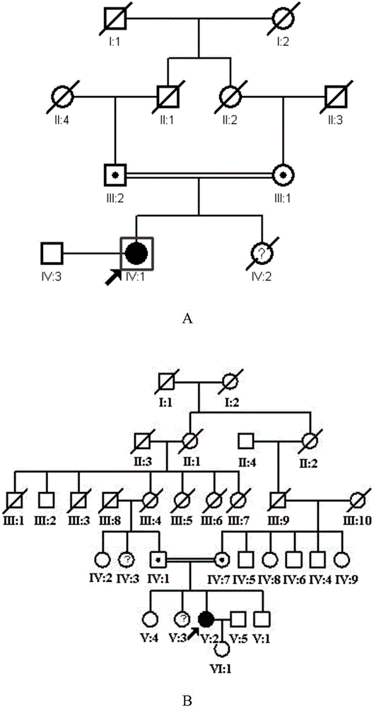 基因突变体及其应用的制作方法与工艺