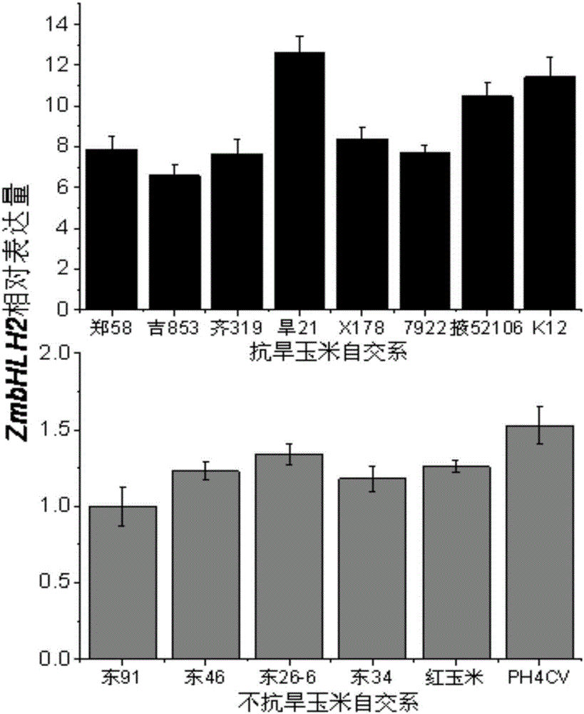 玉米转录因子ZmbHLH2及其应用的制作方法与工艺