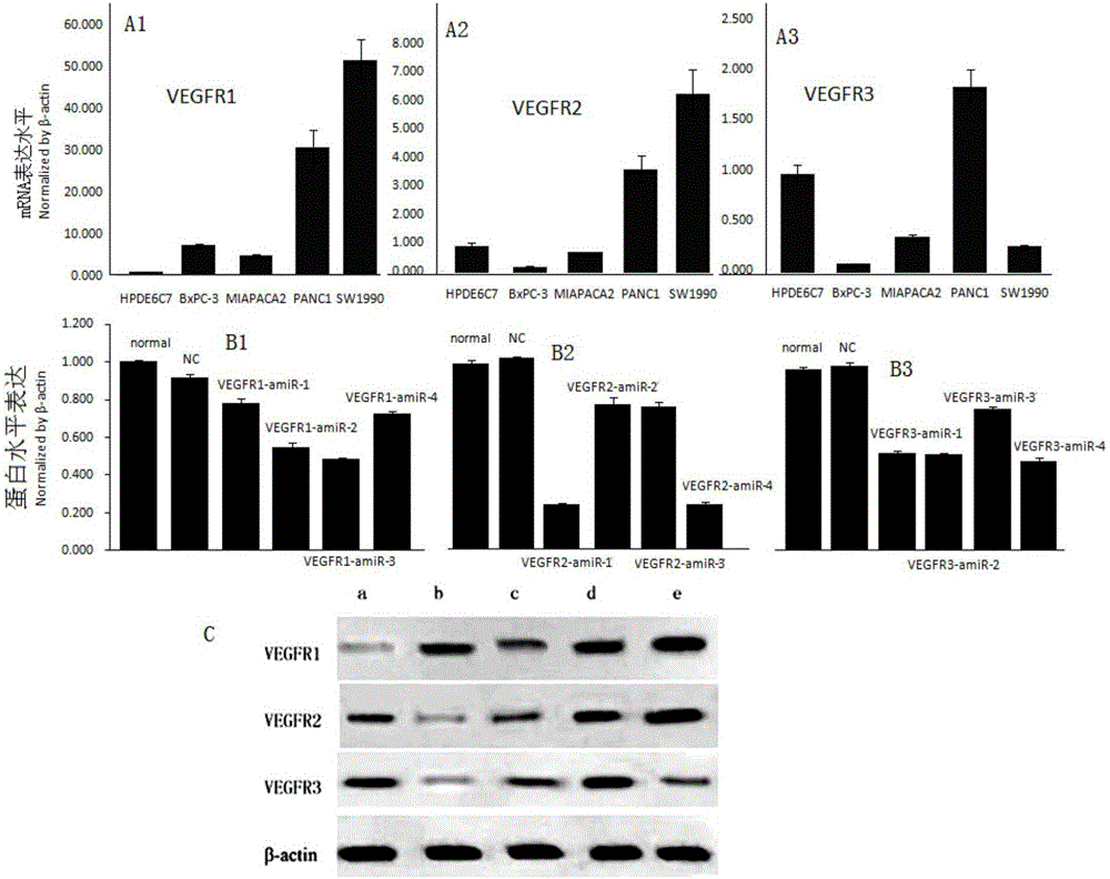 三联人工miRNA抑制VEGFRs制备及其应用的制作方法与工艺